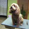 Hexi Pudel in Hundesalon Jacky