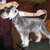 Zara Zwergschnauzer in Hundesalon Jacky