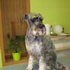 Gila Mittelschnauzer nach dem Trimmen in Hundesalon Jacky