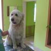 Puccio Retriver mix in Hundesalon Jacky