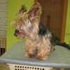 Pilow Yorkshire Terrier vor der Pflege in Hundesalon Jacky