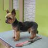 Pilow Yorkshire Terrier nach der Pflege in Hundesalon Jacky