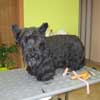 Felix Scottisch Terrier vor der Pflege in Hundesalon Jacky