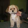 Zita Shihtzu mix in Hundesalon Jacky