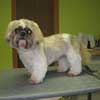 Tsuli Shih-tzu mix in Hundesalon Jacky