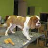 Jamie Cavalier King Charles Spaniel in Hundesalon Jacky