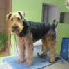 Akhbar, Airedale Terrier