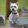 Santi, West Highland White Terrier