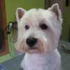 West Highland White Terrier