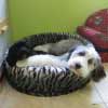 Yanti, Bearded Collie