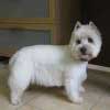 Dolly, West Highland White Terrier